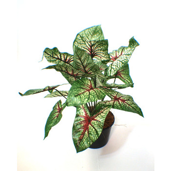 Caladium
