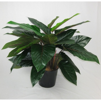 Philodendron Plant