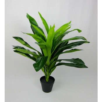 Green Dracena in pot
