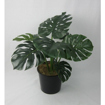 UV Monsteria Plant