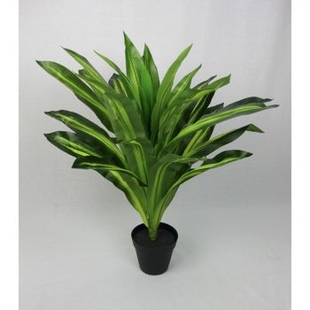 Varigated Dracena in pot